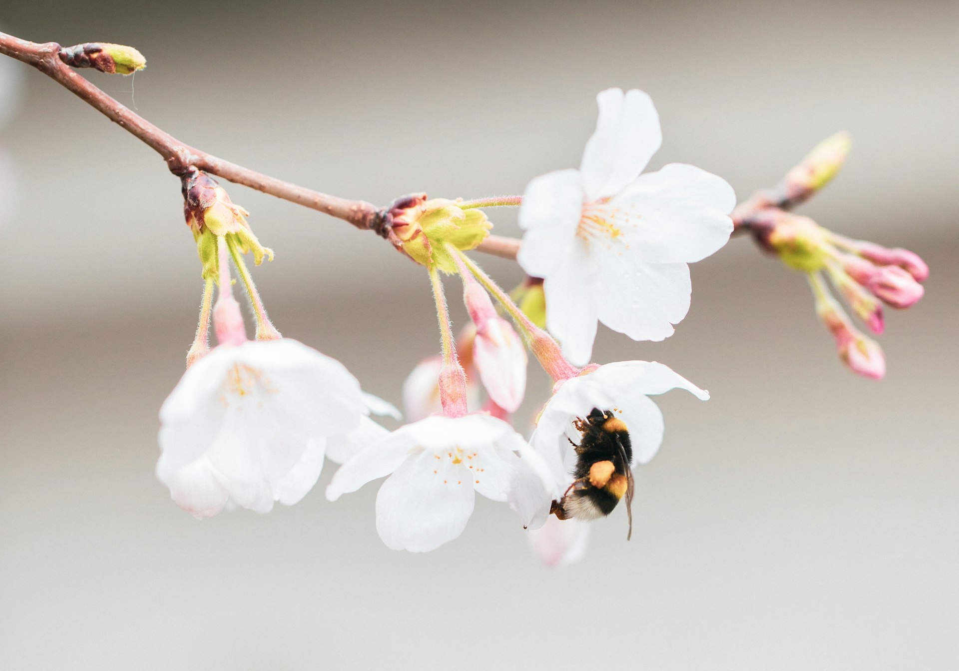 crédit photo odoo a bee on a flower